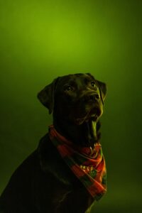 Read more about the article Czego unikać wybierając ubezpieczenie dla psa?